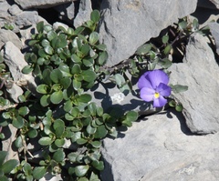 Viola cenisia