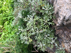 Crossostephium chinense