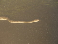 Protobothrops flavoviridis