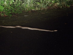 Protobothrops flavoviridis