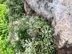 Crossostephium chinense