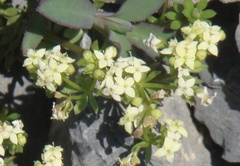Galium megalospermum