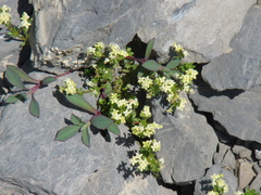 Galium megalospermum