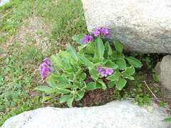 Primula latifolia