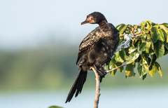 Microcarbo africanus