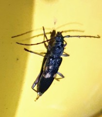 Phoracantha punctata