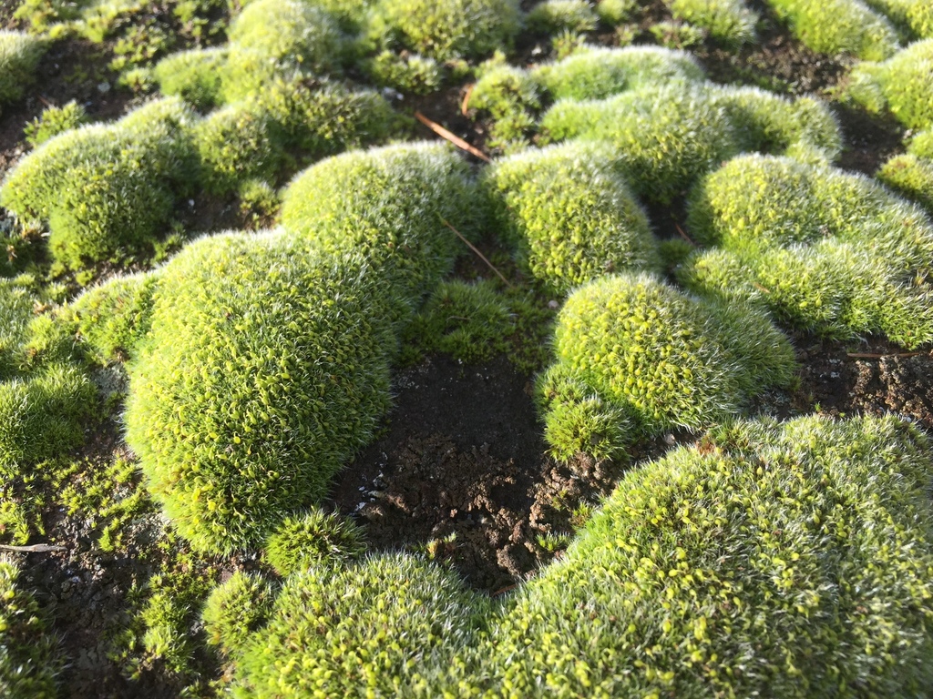 Rock Mosses