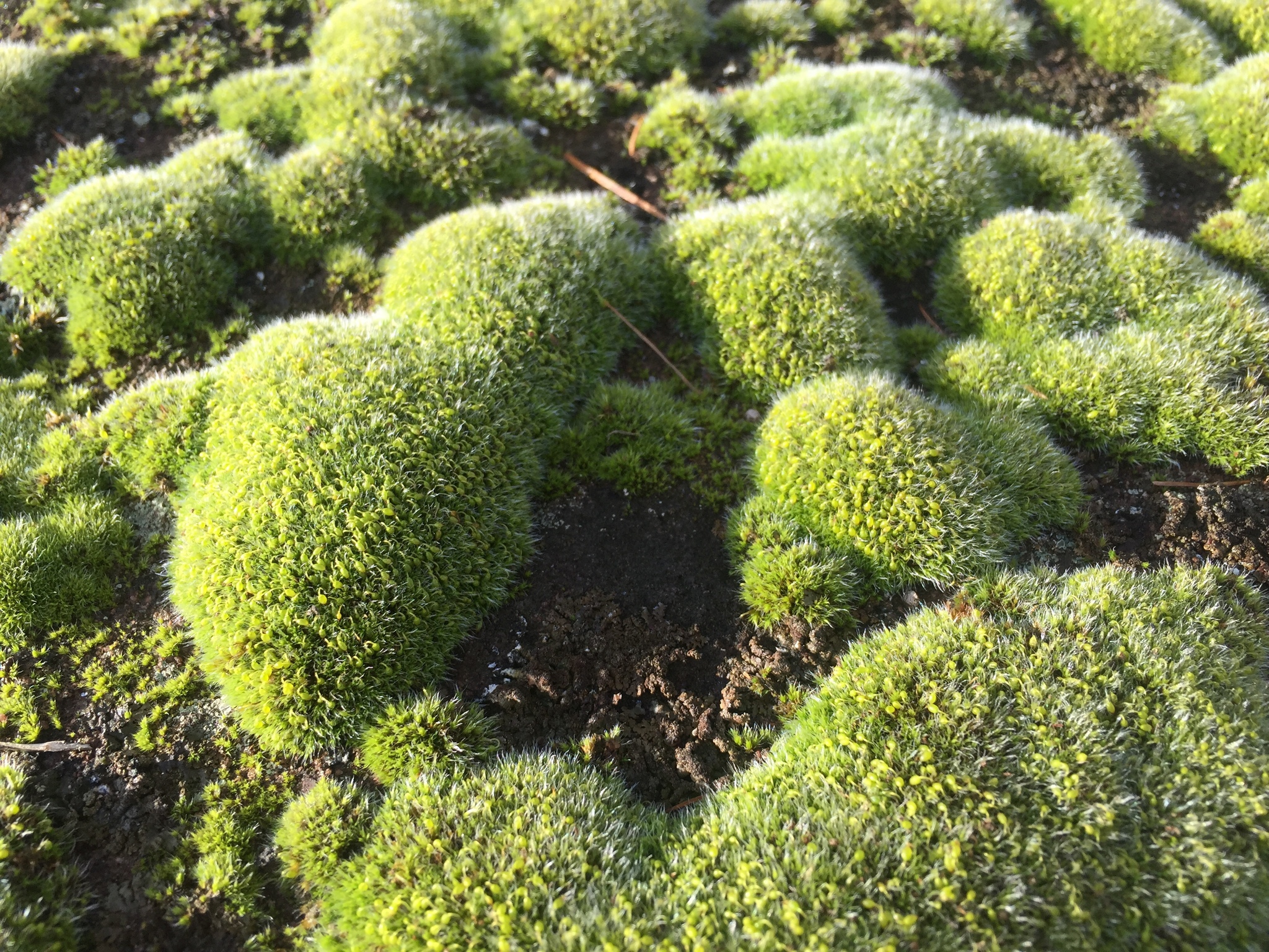 Grimmiaceae
