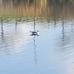 Larus fuscus