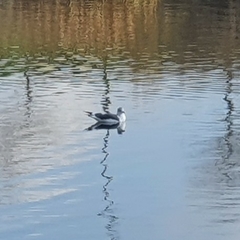 Larus fuscus