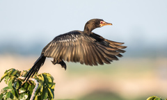 Microcarbo africanus