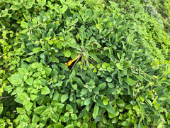 Crepidiastrum lanceolatum