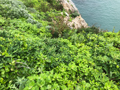 Crepidiastrum lanceolatum