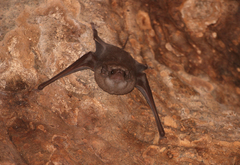 Taphozous perforatus