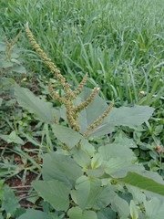 Amaranthus dubius