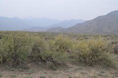 Zygophyllum atriplicoides