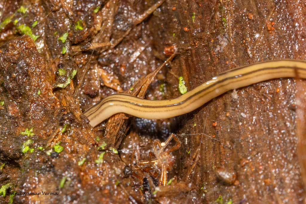 Dolichoplana striata