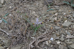 Iris rodionenkoi