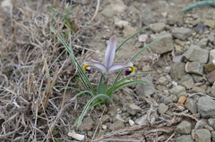 Iris rodionenkoi