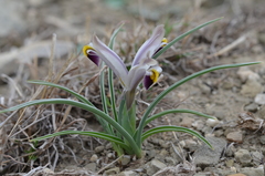 Iris rodionenkoi