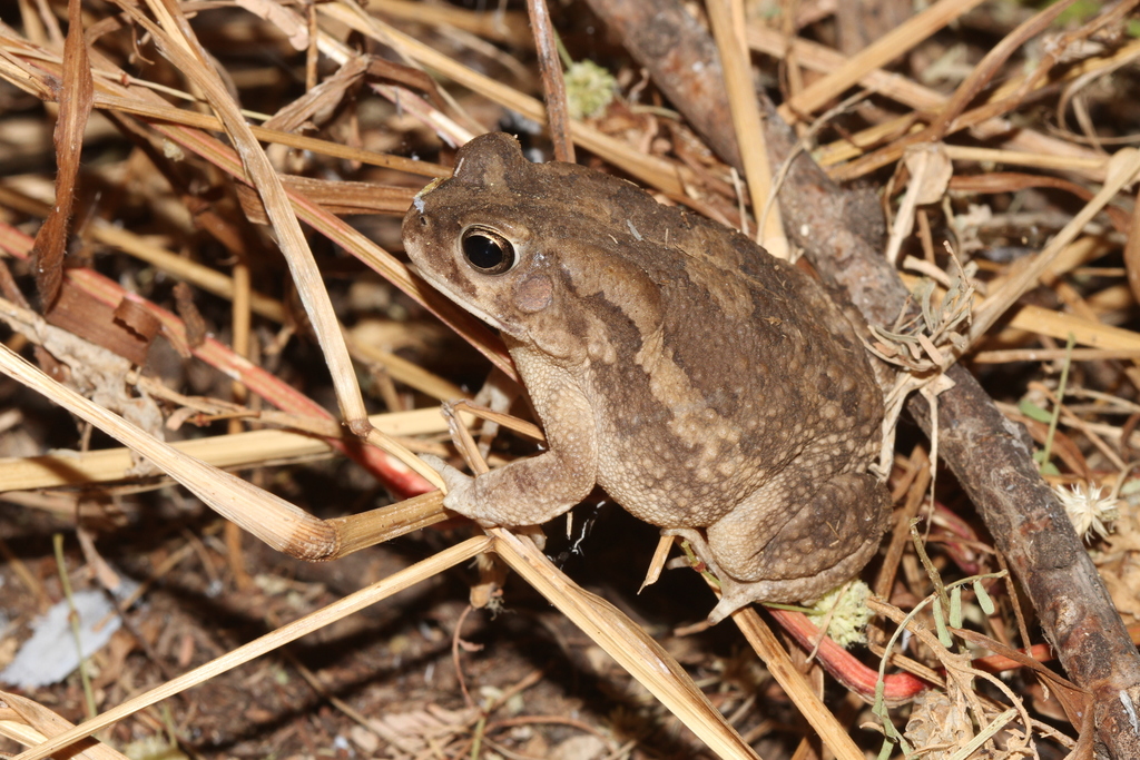 Subdesert Toad