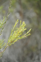 Melaleuca lateritia