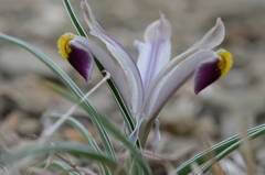 Iris rodionenkoi