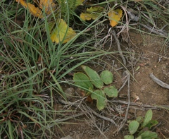 Hibiscus aethiopicus