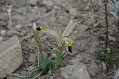 Iris rodionenkoi