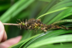 Carex wahuensis