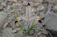 Iris rodionenkoi