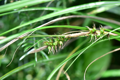 Carex wahuensis