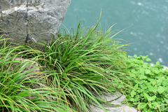 Carex wahuensis
