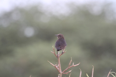 Myrmecocichla aethiops