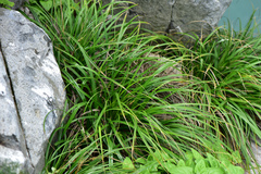 Carex wahuensis