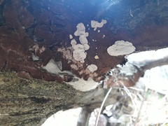 Skeletocutis carneogrisea