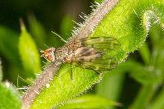 Otites guttata