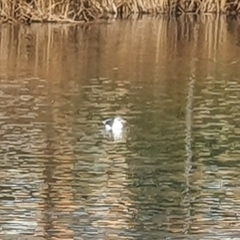 Larus fuscus