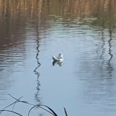 Larus fuscus