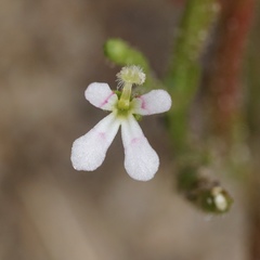 Stylidium inundatum