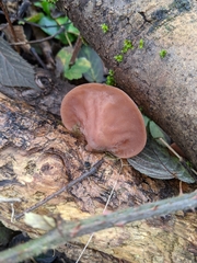 Auricularia auricula-judae