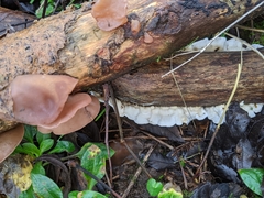 Auricularia auricula-judae
