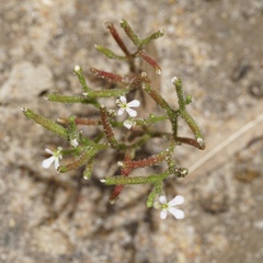Stylidium inundatum