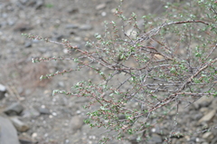 Prunus erythrocarpa