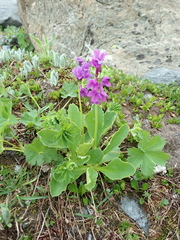Primula latifolia