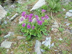 Primula latifolia