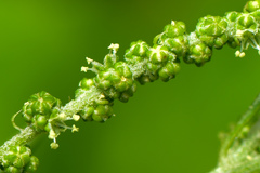 Chenopodium acuminatum virgatum