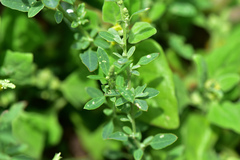 Chenopodium acuminatum virgatum