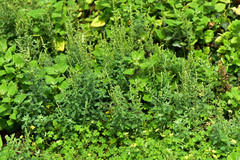 Chenopodium acuminatum virgatum