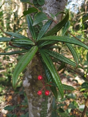 Ardisia lindleyana